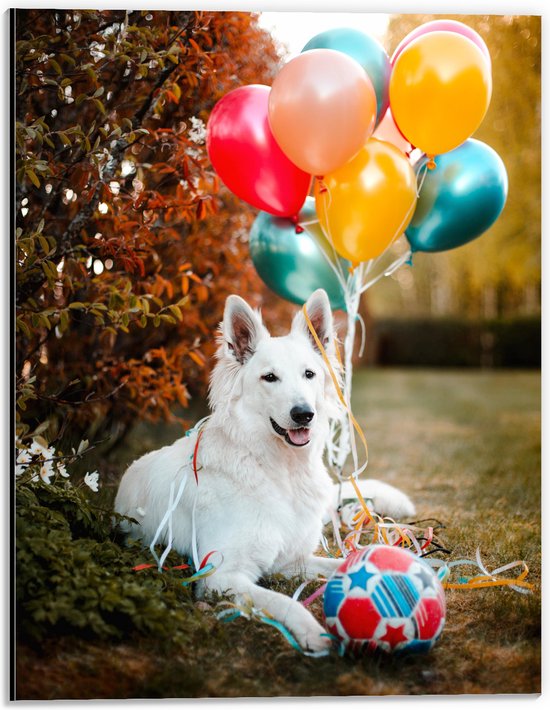 WallClassics - Dibond - Liggende Hond met Bal en Ballonnen - 30x40 cm Foto op Aluminium (Wanddecoratie van metaal)