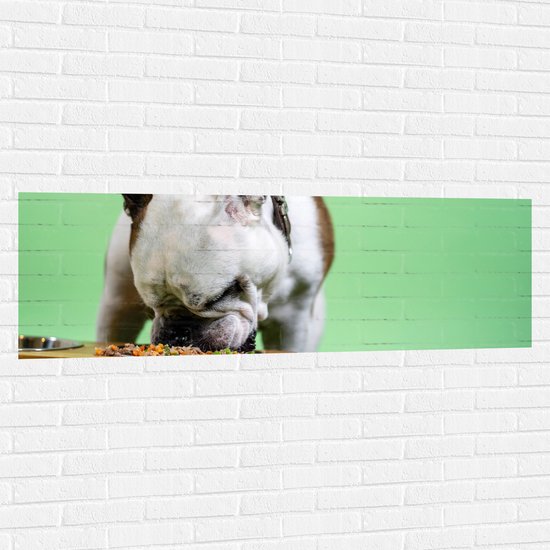 WallClassics - Muursticker - Hondje aan het Eten voor Groene Achtergrond - Buldog - 150x50 cm Foto op Muursticker