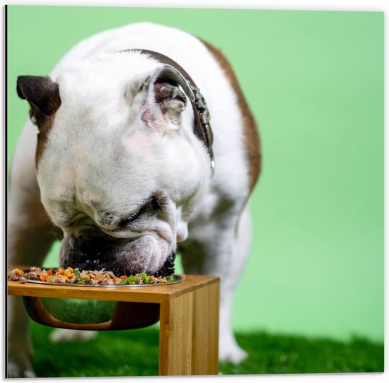 WallClassics - Dibond - Hondje aan het Eten voor Groene Achtergrond - Buldog - 50x50 cm Foto op Aluminium (Met Ophangsysteem)