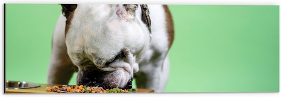 WallClassics - Dibond - Hondje aan het Eten voor Groene Achtergrond - Buldog - 60x20 cm Foto op Aluminium (Wanddecoratie van metaal)