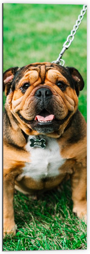 WallClassics - Dibond - Portret van Bruine Engelse Bulldog - 40x120 cm Foto op Aluminium (Wanddecoratie van metaal)