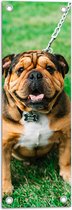 WallClassics - Tuinposter – Portret van Bruine Engelse Bulldog - 20x60 cm Foto op Tuinposter (wanddecoratie voor buiten en binnen)