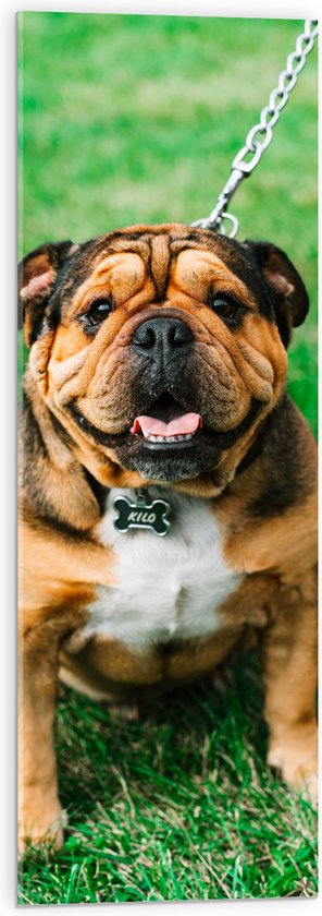 WallClassics - Acrylglas - Portret van Bruine Engelse Bulldog - 30x90 cm Foto op Acrylglas (Wanddecoratie op Acrylaat)