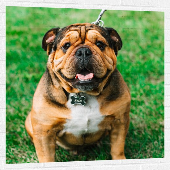 WallClassics - Muursticker - Portret van Bruine Engelse Bulldog - 100x100 cm Foto op Muursticker