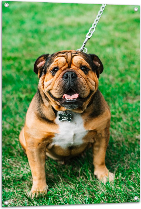 WallClassics - Tuinposter – Portret van Bruine Engelse Bulldog - 70x105 cm Foto op Tuinposter (wanddecoratie voor buiten en binnen)