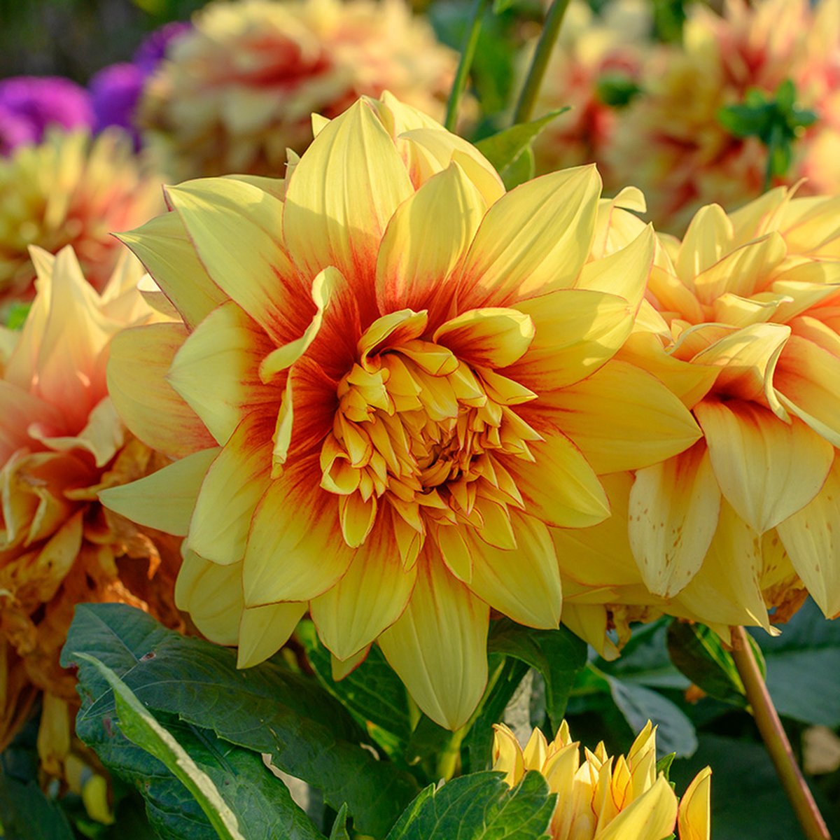 Dahlia Dazzling Sun | 3 stuks | Decoratieve Dahlia | Knol | Geel | Rood | Dahlia Knollen van Top Kwaliteit | 100% Bloeigarantie | QFB Gardening