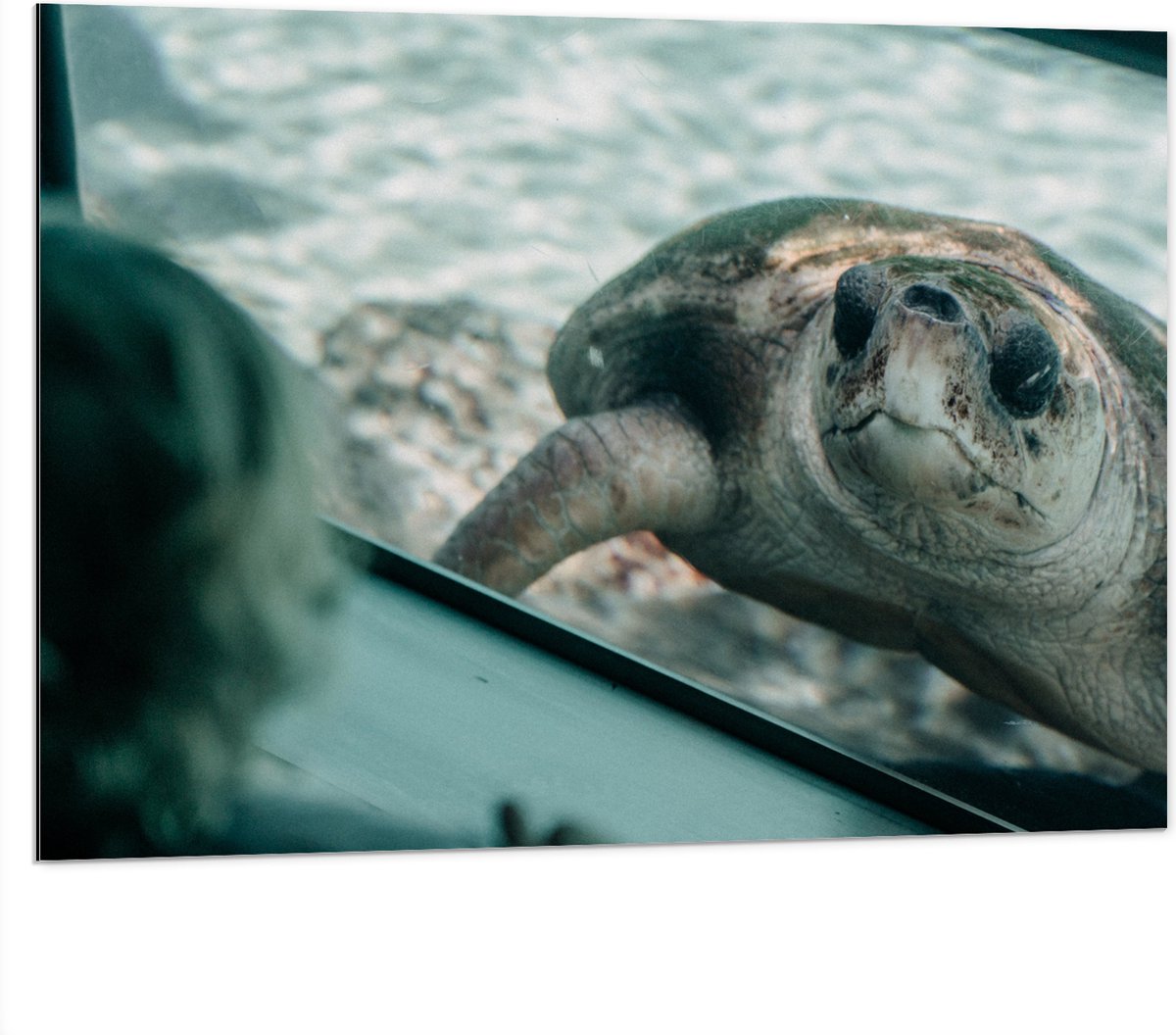 Dibond - Grote Schildpad achter Glas in Aquarium - 100x75 cm Foto op Aluminium (Wanddecoratie van metaal)