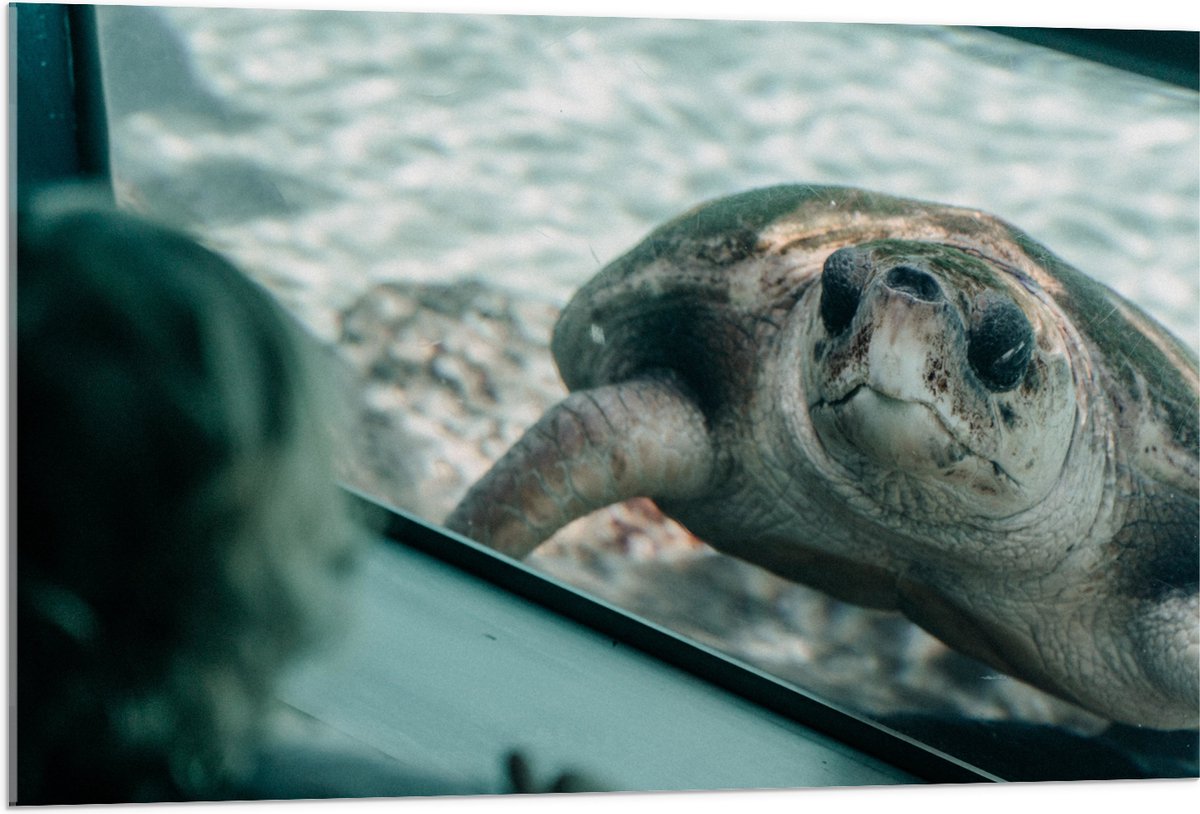 Acrylglas - Grote Schildpad achter Glas in Aquarium - 105x70 cm Foto op Acrylglas (Wanddecoratie op Acrylaat)