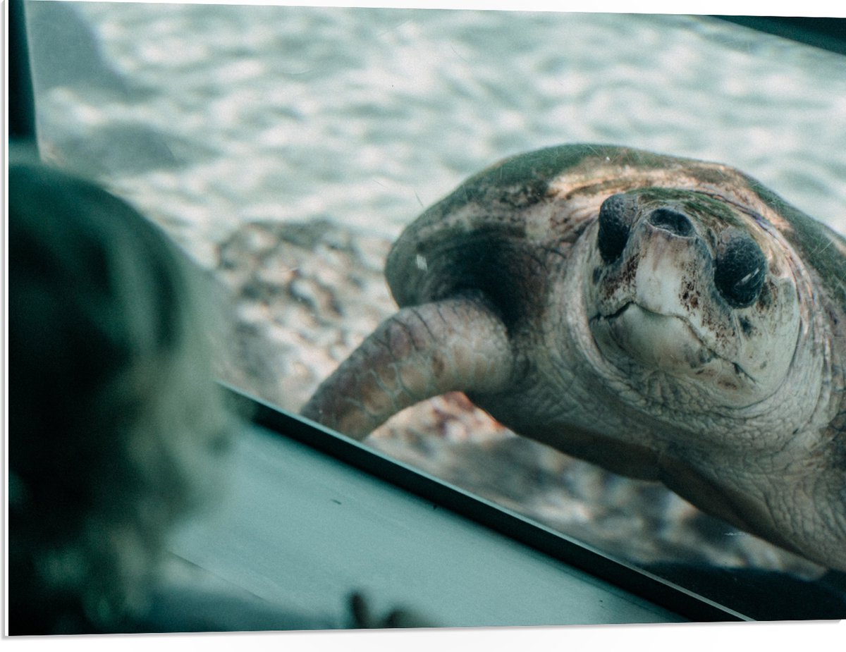 PVC Schuimplaat - Grote Schildpad achter Glas in Aquarium - 80x60 cm Foto op PVC Schuimplaat (Met Ophangsysteem)
