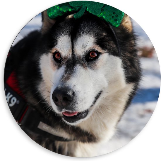 WallClassics - Dibond Muurcirkel - Hond met Strik op Haarband in de Sneeuw - Siberische Husky - 80x80 cm Foto op Aluminium Muurcirkel (met ophangsysteem)