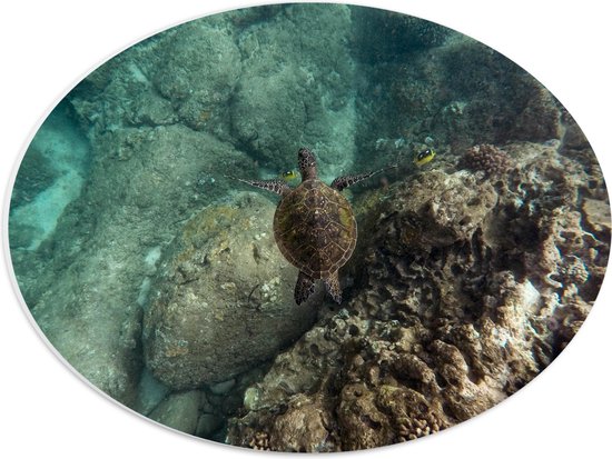 WallClassics - PVC Schuimplaat Ovaal - Kleine Schildpad zwemmend in de Zee - 40x30 cm Foto op Ovaal (Met Ophangsysteem)