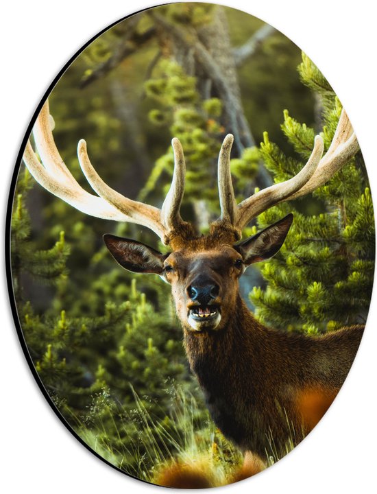 WallClassics - Dibond Ovaal - Hert met Groot Gewei in het Bos - 21x28 cm Foto op Ovaal (Met Ophangsysteem)