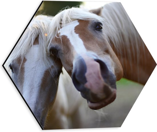 WallClassics - Dibond Hexagon - Poserende Paarden voor Camera - 30x26.1 cm Foto op Hexagon (Met Ophangsysteem)
