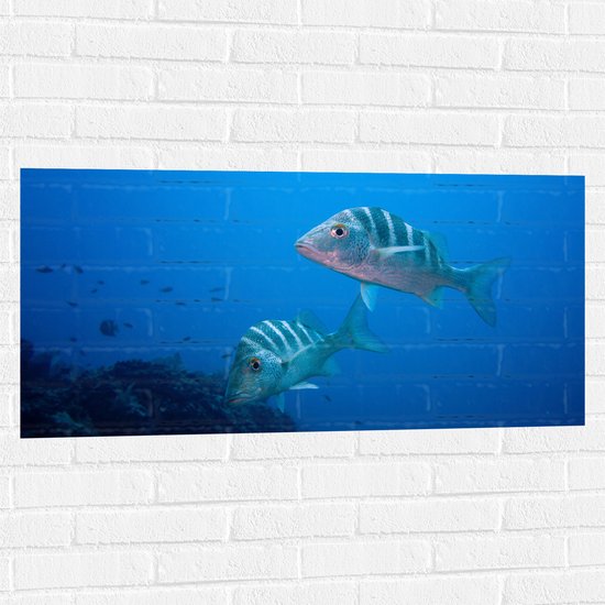 WallClassics - Muursticker - Vissen in Blauw Water - 100x50 cm Foto op Muursticker