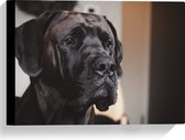 WallClassics - Canvas - Hoofd van Zwarte Hond - 40x30 cm Foto op Canvas Schilderij (Wanddecoratie op Canvas)