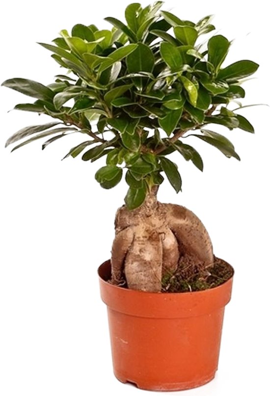 WL Plants Ficus Ginseng Bonsai Kamerplanten Bonsai Boompje ± 30cm hoog