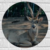 WallClassics - Muursticker Cercle - Cerf Sika dans la forêt - 40x40 cm Photo sur Muursticker
