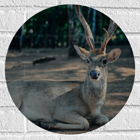 WallClassics - Muursticker Cercle - Cerf Sika dans la forêt - 40x40 cm Photo sur Muursticker