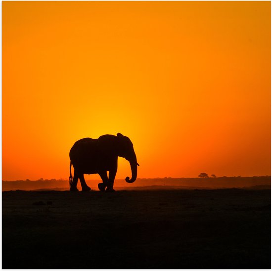 WallClassics - Poster (Matte) - Éléphants qui marchent au coucher du soleil - Photo 50x50 cm sur papier affiche avec un aspect mat