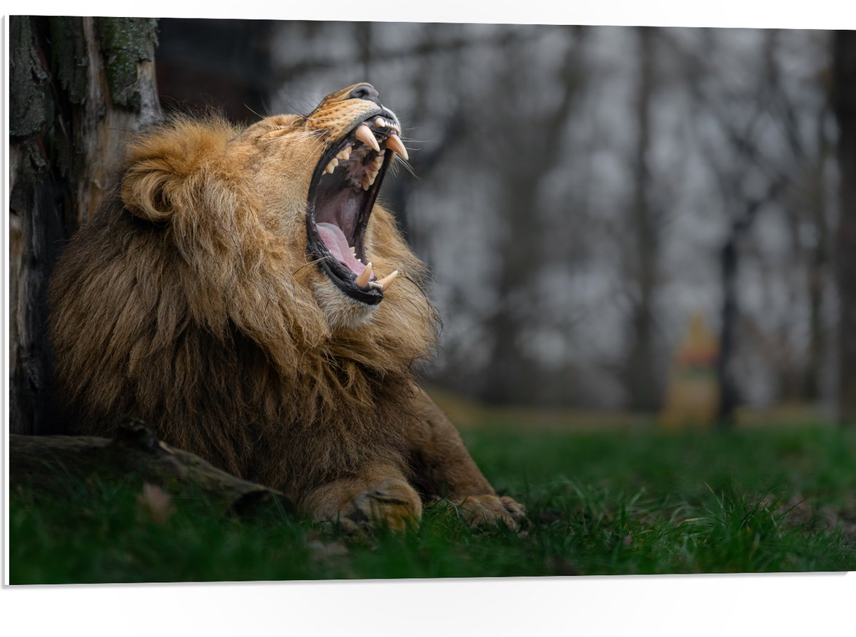 PVC Schuimplaat- Brullende Leeuw met Grote Tanden tegen Boomstam in Grasveld - 75x50 cm Fo