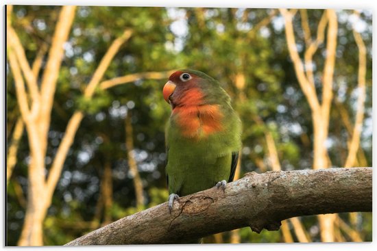 Dibond - Opzijkijkende Groen met Oranje Parkiet op Tak bij Bos - 60x40 cm Foto op Aluminium (Met Ophangsysteem)