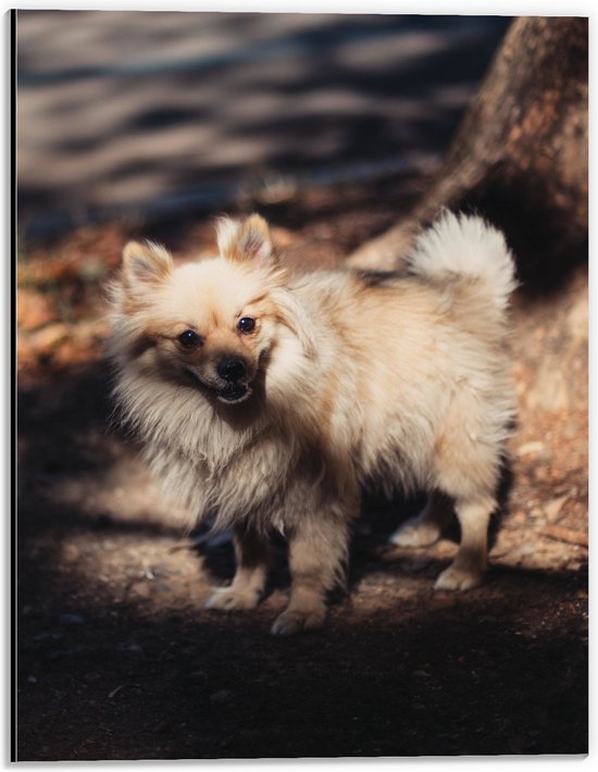 WallClassics - Dibond - Klein Hondje in het Bos - Dwergkeeshond - 30x40 cm Foto op Aluminium (Met Ophangsysteem)