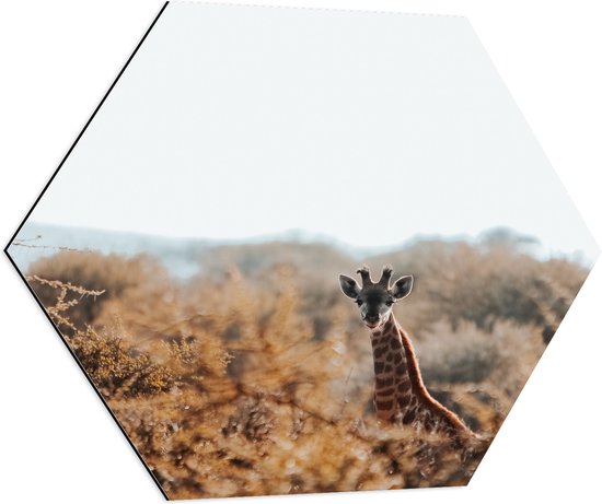 Dibond Hexagon - Kop van Giraffe Uitstekend boven Boomtoppen - 70x60.9 cm Foto op Hexagon (Met Ophangsysteem)
