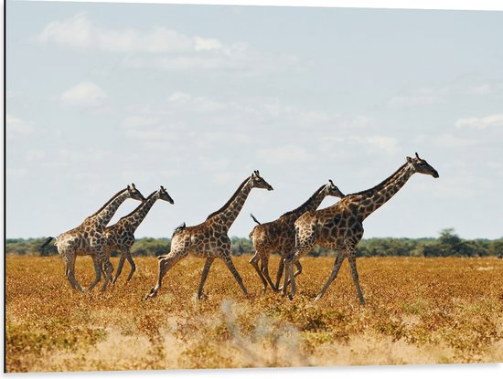 Dibond - Kudde Rennende Giraffen door Afrikaans Landschap - 80x60 cm Foto op Aluminium (Wanddecoratie van metaal)