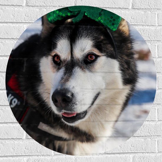 WallClassics - Muursticker Cirkel - Hond met Strik op Haarband in de Sneeuw - Siberische Husky - 70x70 cm Foto op Muursticker