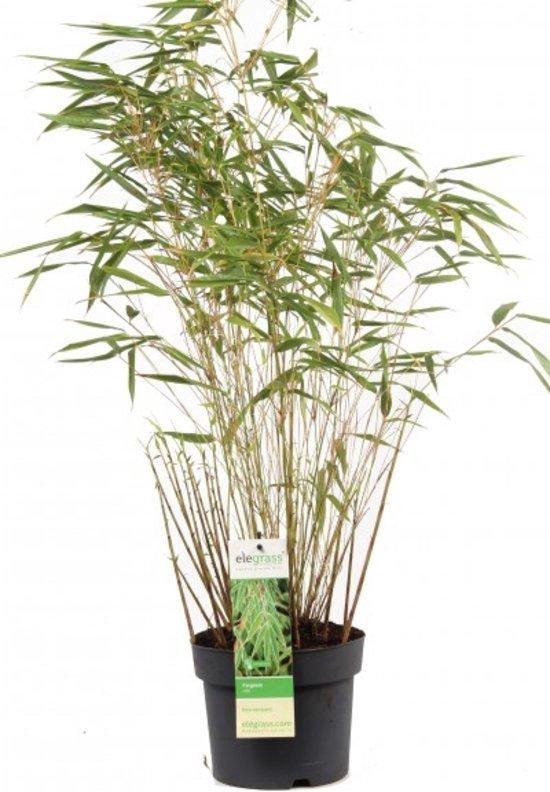 Elegrass 3x Niet woekerende bamboe laag (Fargesia Rufa) - pakket voor een  vierkanter... | bol.com