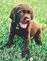 Chocolate Lab Puppy Lovers