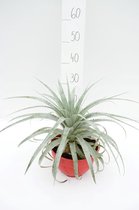 Puya harmsii; Totale hoogte ± 35cm incl. Ø 20cm pot |