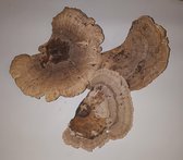 Gedroogde Paddestoelen Elfenbankje 3 stuks Herfst Kerst Decoratie