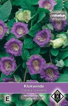 Van Hemert - Klokwinde Paars (Cobaea scandens Violet)
