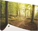 Bospad met zonlicht door de bomen, een panoramische banner met omhoog gekruld detail.