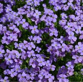 6 x Aubrieta 'Cascade Blue' - Randjesbloem pot 9x9cm