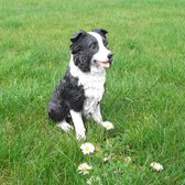 Border Collie beeld