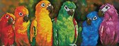 Rainbow Parrots Diamond Dotz 85x38 cm