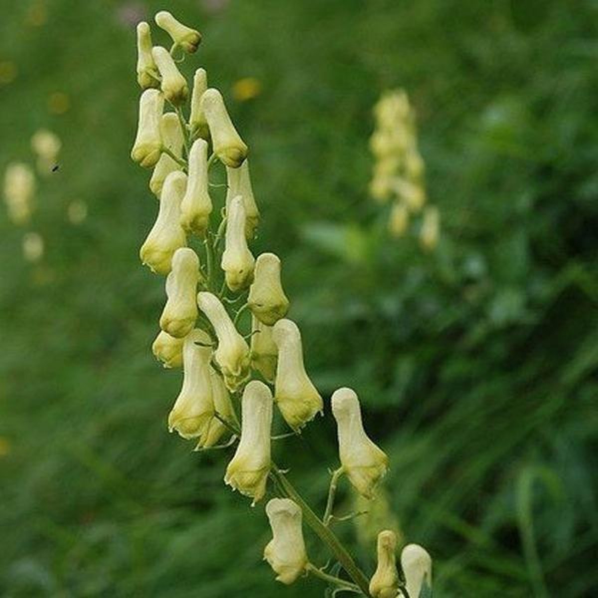 6 x Aconitum septentrionale 'Ivorine' - Monnikskap pot 9x9 cm