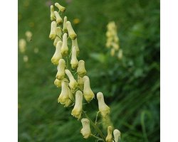 6 x Aconitum septentrionale 'Ivorine' - Monnikskap pot 9x9 cm