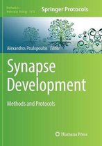 Synapse Development