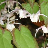 6 x Epimedium Grandiflorum - Elfenbloem pot 9x9 cm- Gracieuze Voorjaarsbloeier