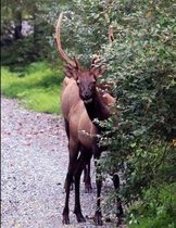 Elk Composition Book