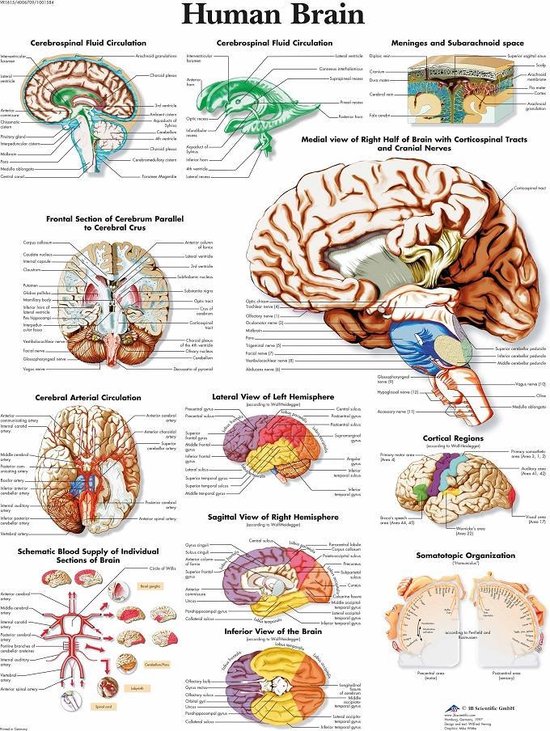 Het menselijk lichaam - anatomie poster hersenen (gelamineerd, 50x67 cm) +  ophangsysteem | bol.com