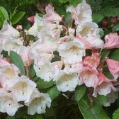 Rhododendron 'Grumpy' - 30-40 cm in pot: Dwergsoort met paarse bloemen, ideaal voor kleine tuinen.