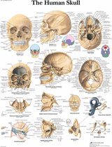 Het menselijk lichaam poster - Schedel poster (gelamineerd, 50x67 cm) + ophangsysteem