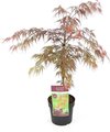 Hello Plants Acer Palmatum Garnet Japanse Esdoorn - Struik, Sierheester - Ø 19 cm - Hoogte: 40 cm