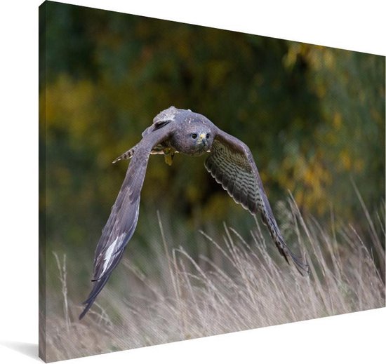 Une buse volant à basse altitude au-dessus des herbes colorées d'automne Toile 140x90 cm - Tirage photo sur toile (Décoration murale salon / chambre)