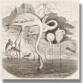 WANDenWOONdeco - hout HAYEM - 60x60 - sfeer ENGRAVED gravure flamingos