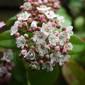 2 x Viburnum Tinus 'Eve Price' - Sneeuwbal 30-40 cm pot2